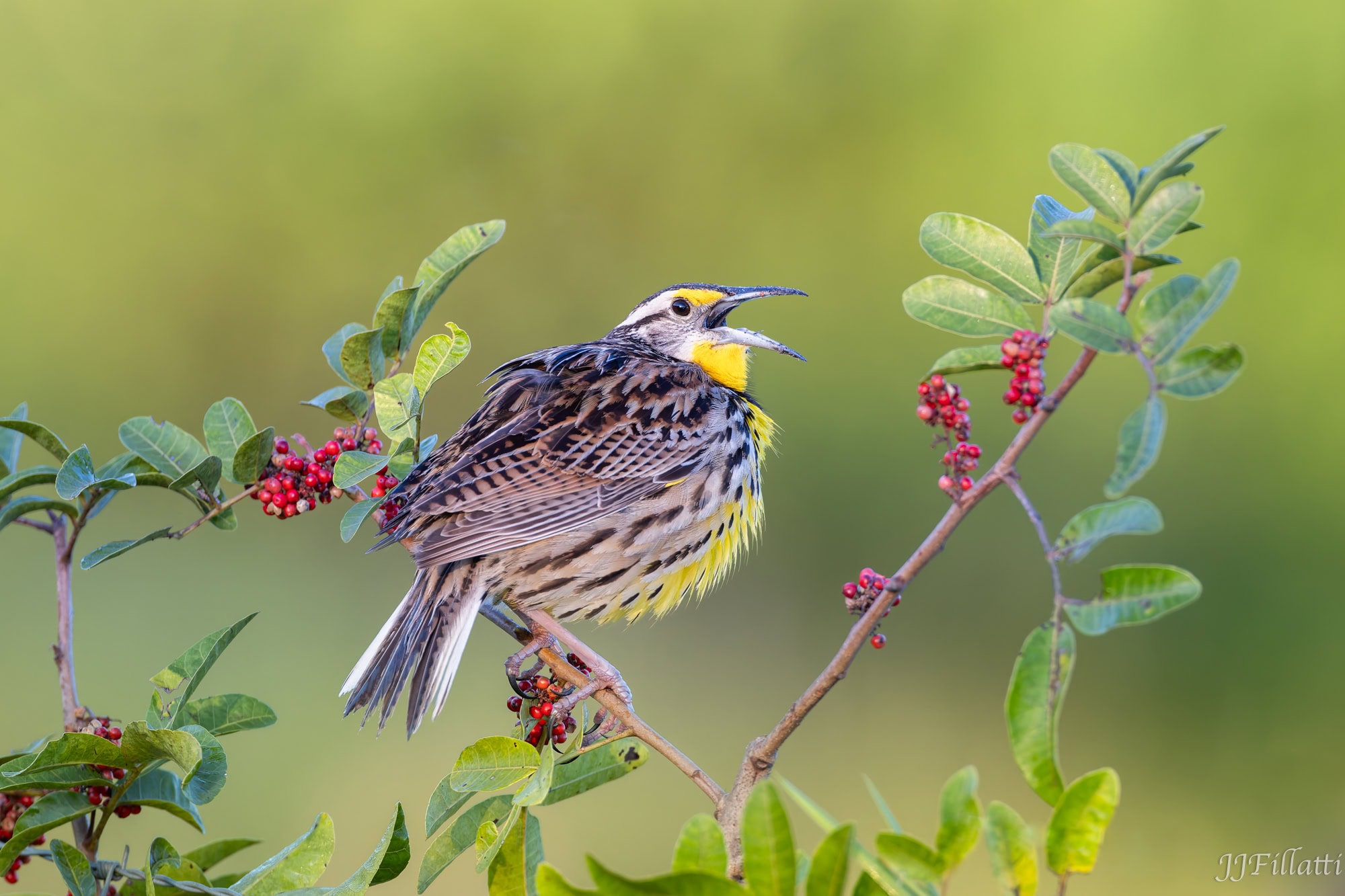 bird of florida image 35